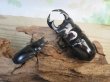 画像5: ☆新成虫☆アンタエウスオオクワガタ(タイガーヒルアンテRR）♂75ミリ♀45ミリペア販売！！ (5)