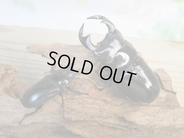 画像5: ☆新成虫☆アンタエウスオオクワガタ(タイガーヒルアンテRR）♂75ミリ♀45ミリペア販売！！ (5)