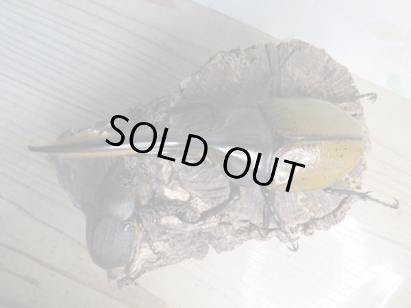 画像2: 新成虫☆WF2☆D.H.リッキー♂132ミリ♀59ミリペア販売!! (2)