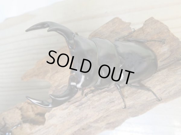 画像2: ☆新成虫☆アンタエウスオオクワガタ(タイガーヒルアンテRR）♂76ミリ♀47ミリペア販売！！ (2)