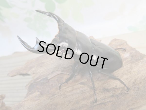 画像1: ☆新成虫☆アンタエウスオオクワガタ(タイガーヒルアンテRR）♂76ミリ♀47ミリペア販売！！ (1)