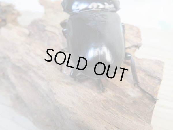 画像3: ☆新成虫☆アンタエウスオオクワガタ(タイガーヒルアンテRR）♂75ミリ♀45ミリペア販売！！ (3)