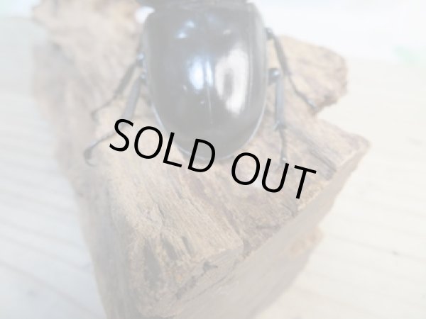 画像3: ☆新成虫☆アンタエウスオオクワガタ(タイガーヒルアンテRR）♂76ミリ♀47ミリペア販売！！ (3)