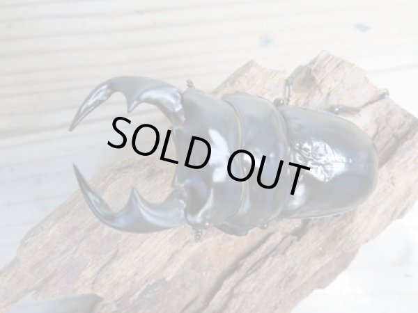 画像2: ☆新成虫☆アンタエウスオオクワガタ(タイガーヒルアンテRR）♂75ミリ♀45ミリペア販売！！ (2)