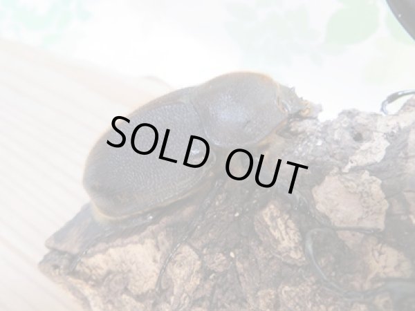 画像4: 新成虫☆WF2☆D.H.リッキー♂132ミリ♀59ミリペア販売!! (4)