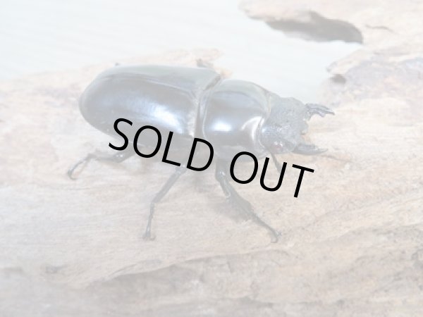 画像4: ☆新成虫☆アンタエウスオオクワガタ(タイガーヒルアンテRR）♂75ミリ♀45ミリペア販売！！ (4)