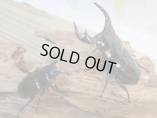 画像5: ☆新成虫☆アンタエウスオオクワガタ(タイガーヒルアンテRR）♂76ミリ♀47ミリペア販売！！ (5)