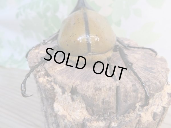 画像3: 新成虫☆WF2☆D.H.リッキー♂132ミリ♀59ミリペア販売!! (3)