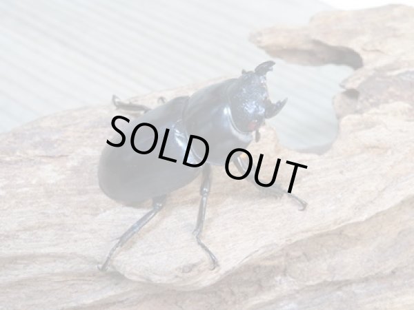 画像4: ☆新成虫☆アンタエウスオオクワガタ(タイガーヒルアンテRR）♂76ミリ♀47ミリペア販売！！ (4)