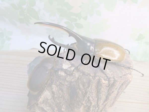 画像5: 新成虫☆WF2☆D.H.リッキー♂132ミリ♀59ミリペア販売!! (5)