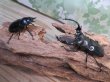 画像5: 26年種親用☆Dibang Valley産☆ウエストウッディ オオシカクワガタ♂75ミリ♀47ミリペア販売！！ (5)