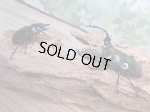 画像5: 26年種親用☆Dibang Valley産☆ウエストウッディ オオシカクワガタ♂75ミリ♀47ミリペア販売!! (5)