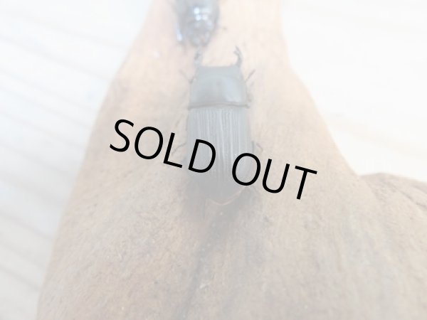 画像3: 新成虫☆WF2☆ドルクスミント♂25ミリ♀24ミリペア販売!! (3)