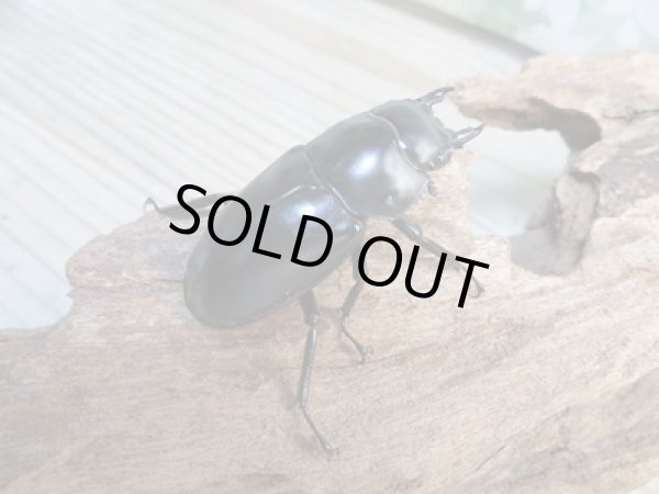 画像4: 26年種親用☆Dibang Valley産☆ウエストウッディ オオシカクワガタ♂75ミリ♀47ミリペア販売!! (4)