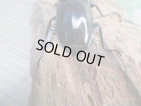 画像3: 26年種親用☆Dibang Valley産☆ウエストウッディ オオシカクワガタ♂75ミリ♀47ミリペア販売!! (3)