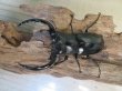 画像2: 26年種親用☆Dibang Valley産☆ウエストウッディ オオシカクワガタ♂75ミリ♀47ミリペア販売！！ (2)