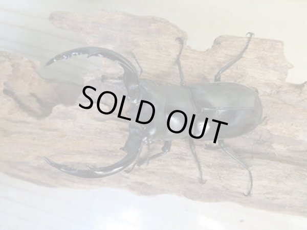 画像2: 26年種親用☆Dibang Valley産☆ウエストウッディ オオシカクワガタ♂75ミリ♀47ミリペア販売!! (2)