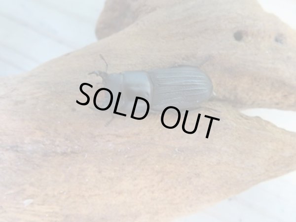 画像2: 新成虫☆WF2☆ドルクスミント♂25ミリ♀24ミリペア販売!! (2)