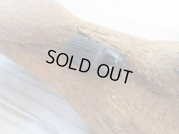 画像4: 新成虫☆WF2☆ドルクスミント♂25ミリ♀24ミリペア販売!! (4)