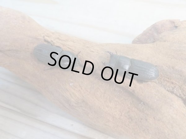 画像5: 新成虫☆WF2☆ドルクスミント♂25ミリ♀24ミリペア販売!! (5)