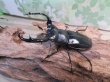 画像1: 26年種親用☆Dibang Valley産☆ウエストウッディ オオシカクワガタ♂75ミリ♀47ミリペア販売！！ (1)