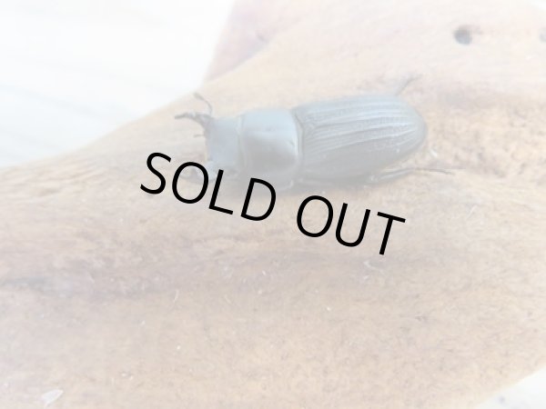 画像1: 新成虫☆WF2☆ドルクスミント♂25ミリ♀24ミリペア販売!! (1)