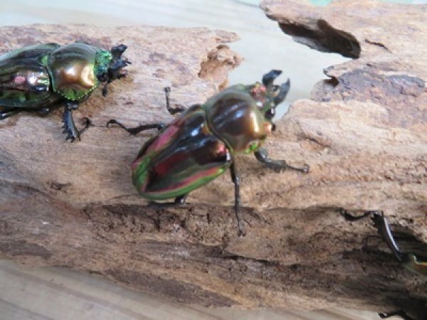画像3: ☆新成虫☆ ニジイロクワガタ♂♀フリーサイズペア販売!! (3)