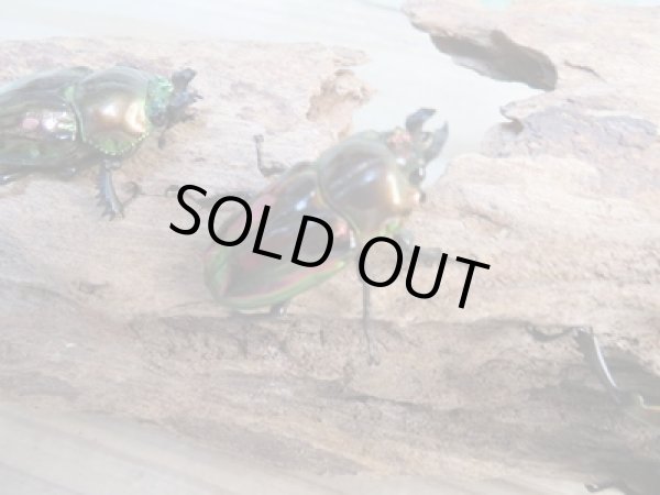 画像3: ☆新成虫☆ ニジイロクワガタ♂♀フリーサイズペア販売！！ (3)