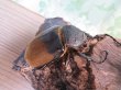画像4: ☆新成虫☆エレファスゾウカブト♂111ミリ♀70ミリペア販売！！ (4)
