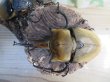 画像2: ☆新成虫☆エレファスゾウカブト♂111ミリ♀70ミリペア販売！！ (2)
