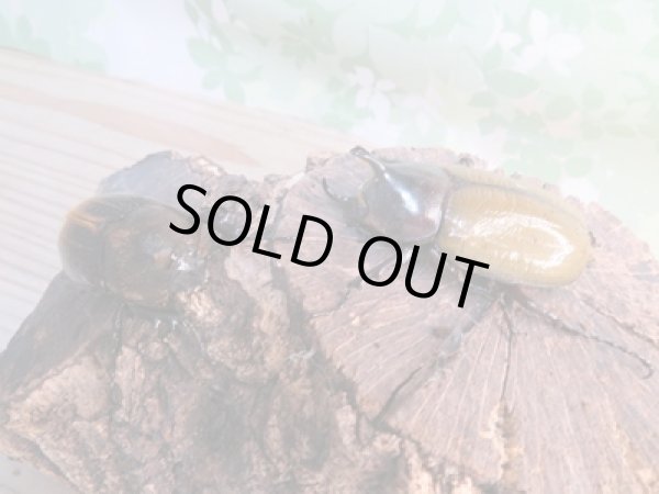 画像5: ☆新成虫☆D.H.レイディ♂58ミリ♀フリーサイズペア販売!! (5)