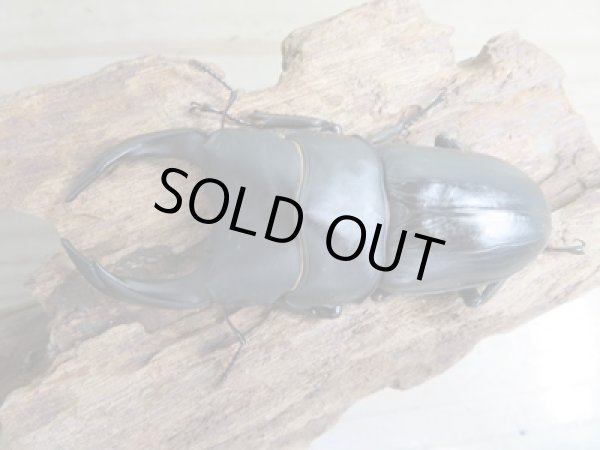 画像2: ☆新成虫☆能勢SR血統☆国産オオクワガタ♂77ミリ♀50ミリ+♀48ミリ計3頭トリオ販売!! (2)