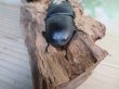 画像3: ☆新成虫☆能勢SR血統☆国産オオクワガタ♂77ミリ♀50ミリ＋♀48ミリ計3頭トリオ販売！！ (3)