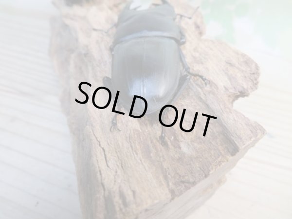 画像3: ☆新成虫☆能勢SR血統☆国産オオクワガタ♂77ミリ♀50ミリ+♀48ミリ計3頭トリオ販売!! (3)