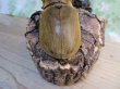 画像3: ☆新成虫☆エレファスゾウカブト♂111ミリ♀70ミリペア販売！！ (3)