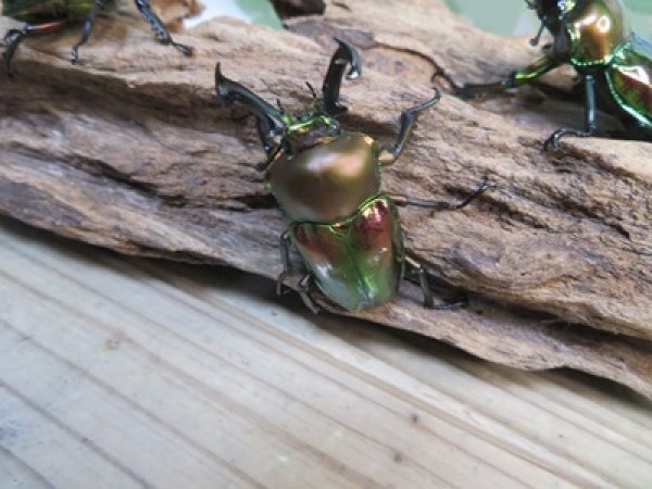 画像2: ☆新成虫☆ ニジイロクワガタ♂♀フリーサイズペア販売!! (2)