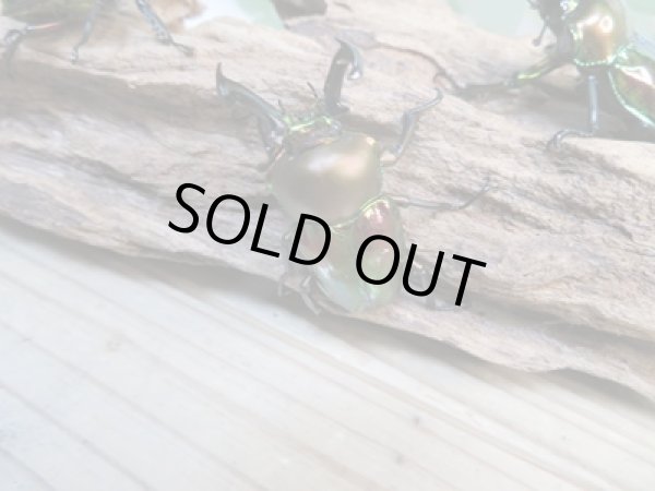 画像2: ☆新成虫☆ ニジイロクワガタ♂♀フリーサイズペア販売！！ (2)