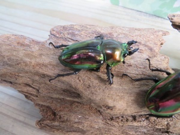 画像4: ☆新成虫☆ ニジイロクワガタ♂♀フリーサイズペア販売!! (4)