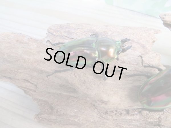 画像4: ☆新成虫☆ ニジイロクワガタ♂♀フリーサイズペア販売！！ (4)