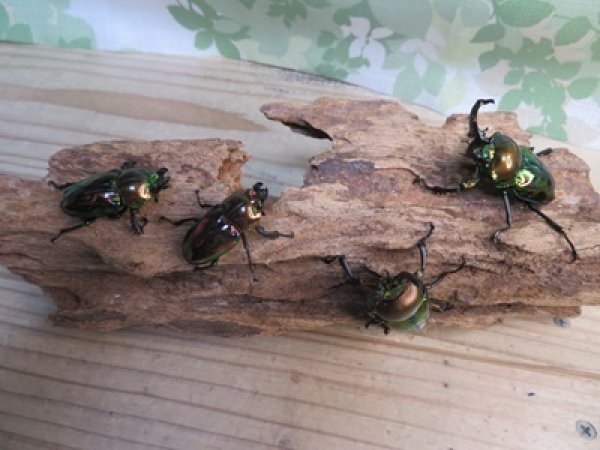 画像5: ☆新成虫☆ ニジイロクワガタ♂♀フリーサイズペア販売!! (5)