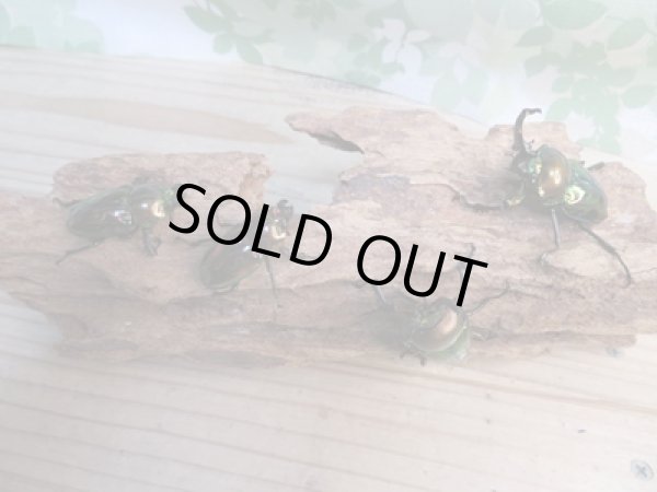 画像5: ☆新成虫☆ ニジイロクワガタ♂♀フリーサイズペア販売！！ (5)