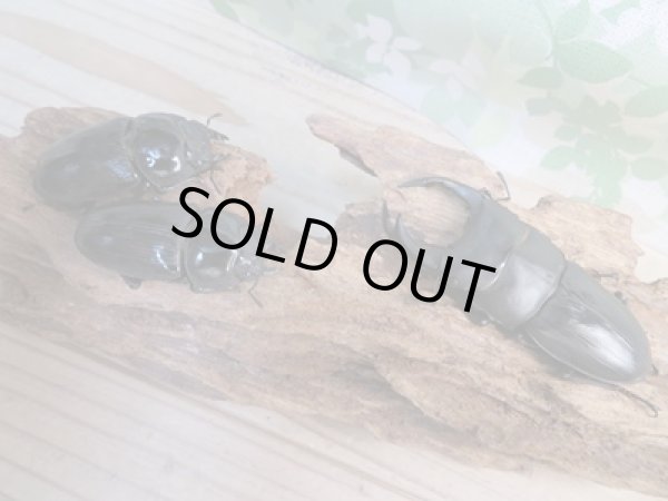 画像5: ☆新成虫☆能勢SR血統☆国産オオクワガタ♂77ミリ♀50ミリ+♀48ミリ計3頭トリオ販売!! (5)