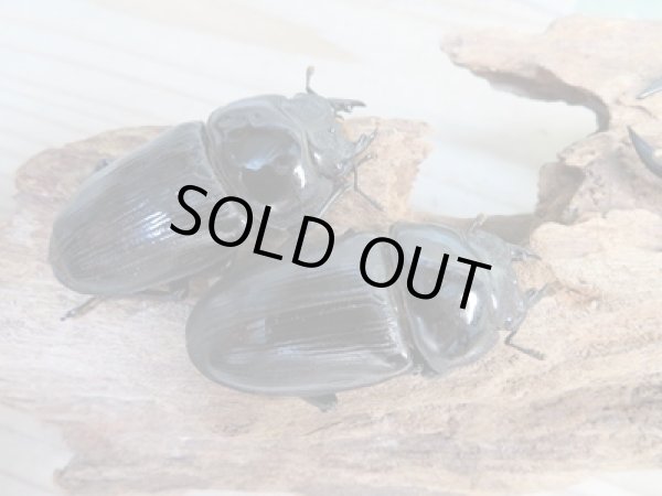 画像4: ☆新成虫☆能勢SR血統☆国産オオクワガタ♂77ミリ♀50ミリ+♀48ミリ計3頭トリオ販売!! (4)