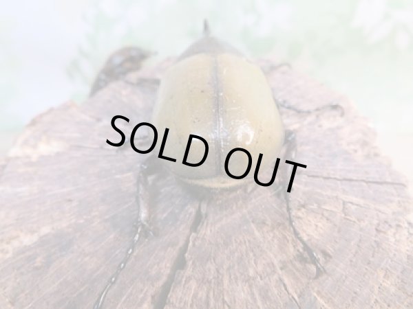 画像3: ☆新成虫☆D.H.レイディ♂58ミリ♀フリーサイズペア販売!! (3)