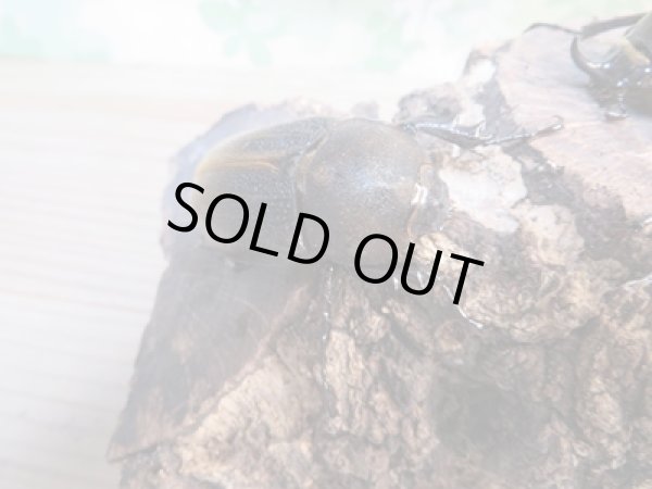 画像4: ☆新成虫☆D.H.レイディ♂58ミリ♀フリーサイズペア販売!! (4)