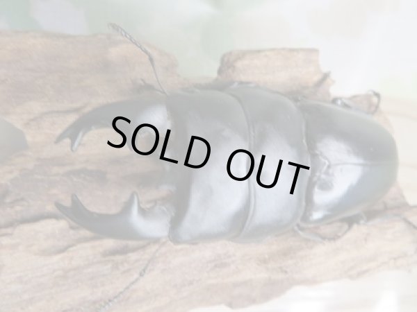 画像2: ☆アチェ産☆アルキデスヒラタクワガタ♂80ミリ♀38ミリペア販売！！ (2)