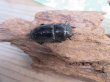画像4: ☆アチェ産☆アルキデスヒラタクワガタ♂80ミリ♀38ミリペア販売！！ (4)