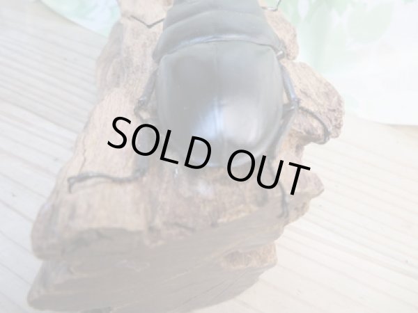 画像3: ☆アチェ産☆アルキデスヒラタクワガタ♂80ミリ♀38ミリペア販売！！ (3)