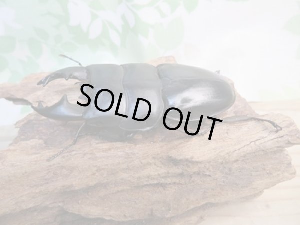 画像1: ☆アチェ産☆アルキデスヒラタクワガタ♂80ミリ♀38ミリペア販売！！ (1)