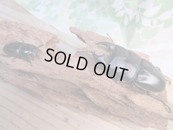 画像5: ☆アチェ産☆アルキデスヒラタクワガタ♂80ミリ♀38ミリペア販売！！ (5)